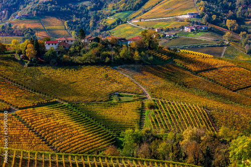 Colorful autumnal vineyards on the hills of Langhe, Italy.