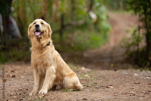 Cute golden retriever is waiting for its owner and wants to play