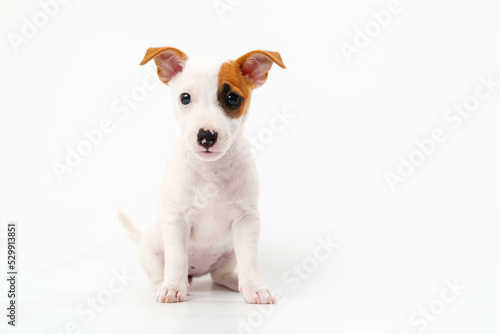 a jack russell terrier puppy on a white background. poster