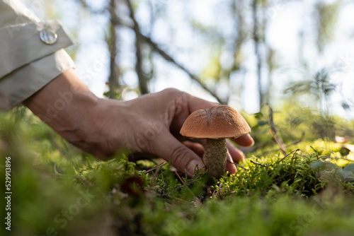 Hiker walks in green forest illuminated by lonely ray of sunlight. Female gathers mushrooms for making delicious dish at home. Person goes on hiking collecting mushrooms on forest glade closeup