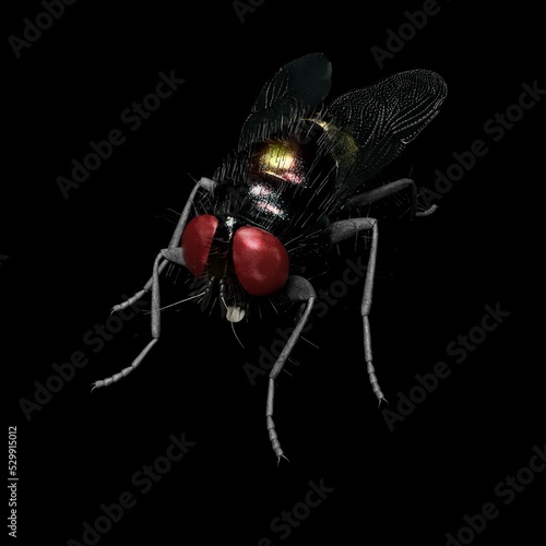 computer rendered illustration of a house fly