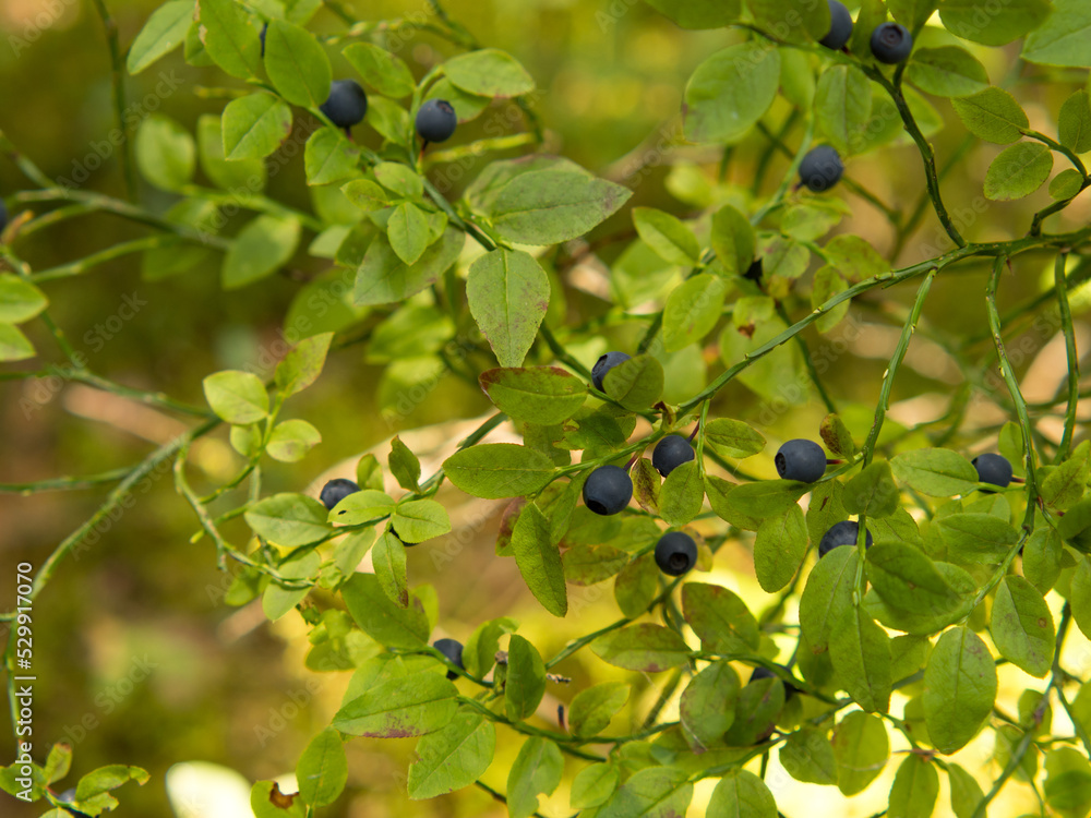 Common blueberry (Vaccinium myrtillus). Close-up of a blueberry bush with ripe berries in the forest Common blueberry (Vaccinium myrtillus). Close-up of a blueberry bush with ripe berries in the forest