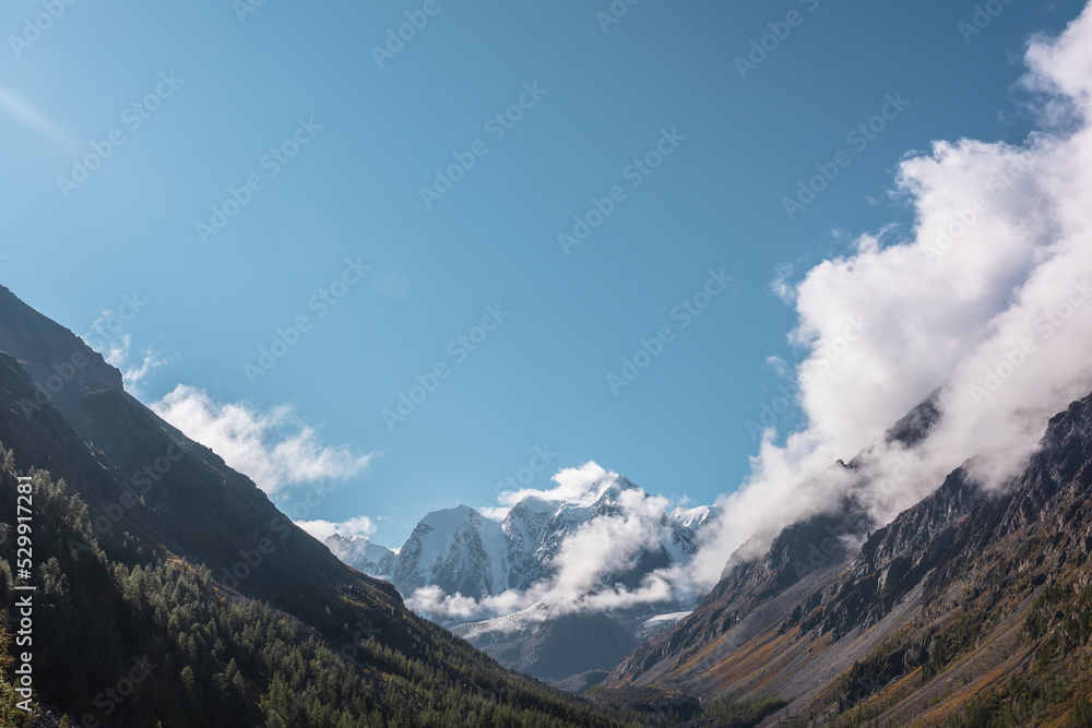 Scenic landscape with forest in autumn mountain valley against large snow mountains in low clouds in morning sunlight. Spruces on hillside with view to sunlit high snowy mountain range in low clouds.