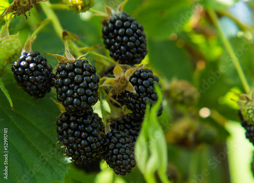 fresh blackberries in the garden on a branch. Bouquet of ripe blackberry fruits - Rubus fruticosus - on a branch with green leaves in a farm.