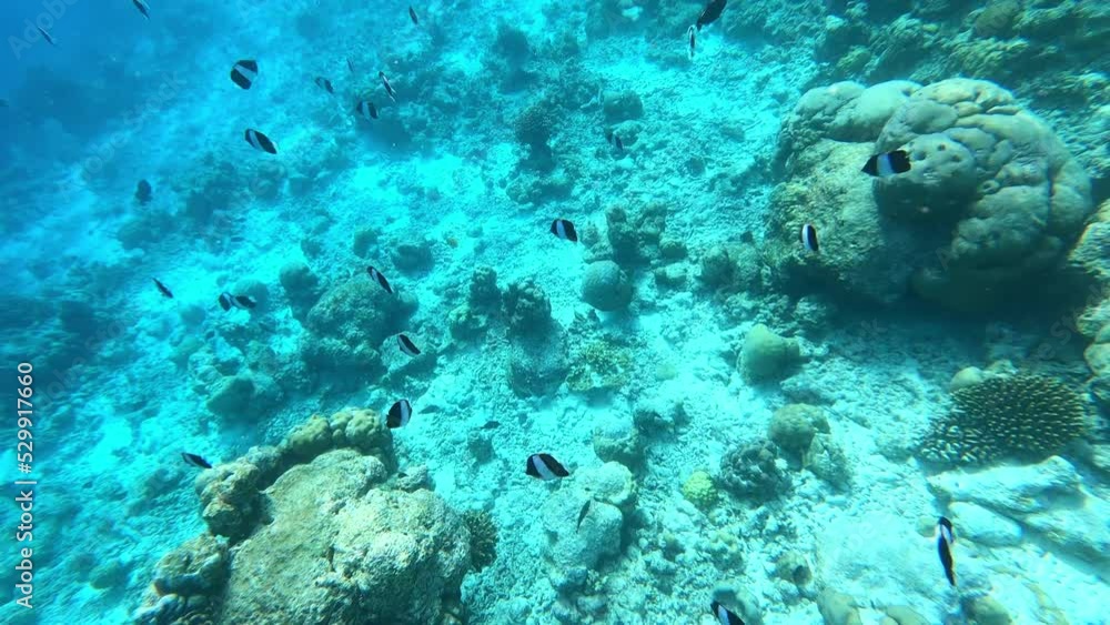 a coral reef with a flock of fish. Waterproof photo and video equipment a coral reef with a flock of fish. Waterproof photo and video equipment