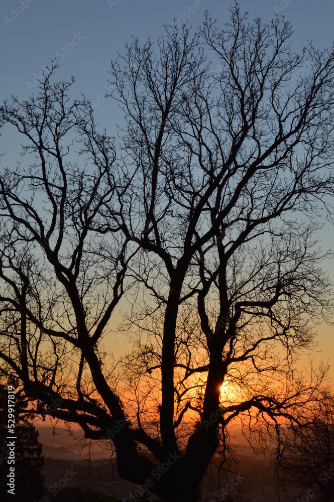 silhouette of tree at sunset silhouette of tree at sunset