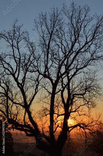 silhouette of tree at sunset