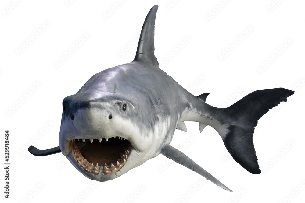 Fototapeta premium Shark isolated on white background. Great White Shark Attack.
