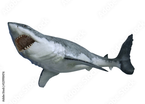 Shark isolated on white background. Great White Shark Attack.