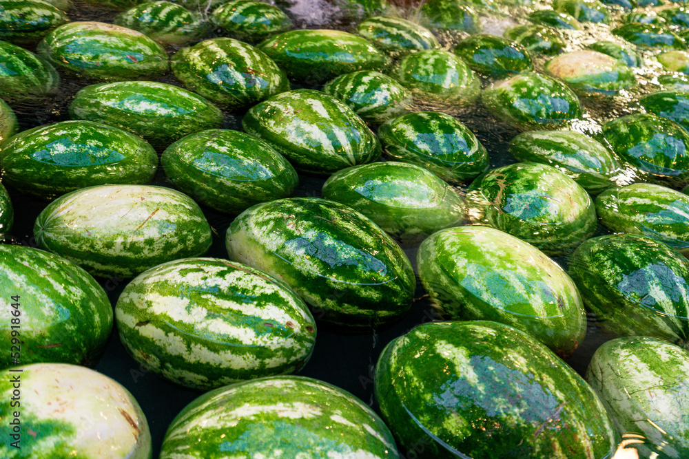 Watermelons float on the surface of water. Concept of watermelon day Watermelons float on the surface of water. Concept of watermelon day