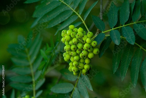Bunch of green Torminalis glaberrima fruits on a tree branch photo