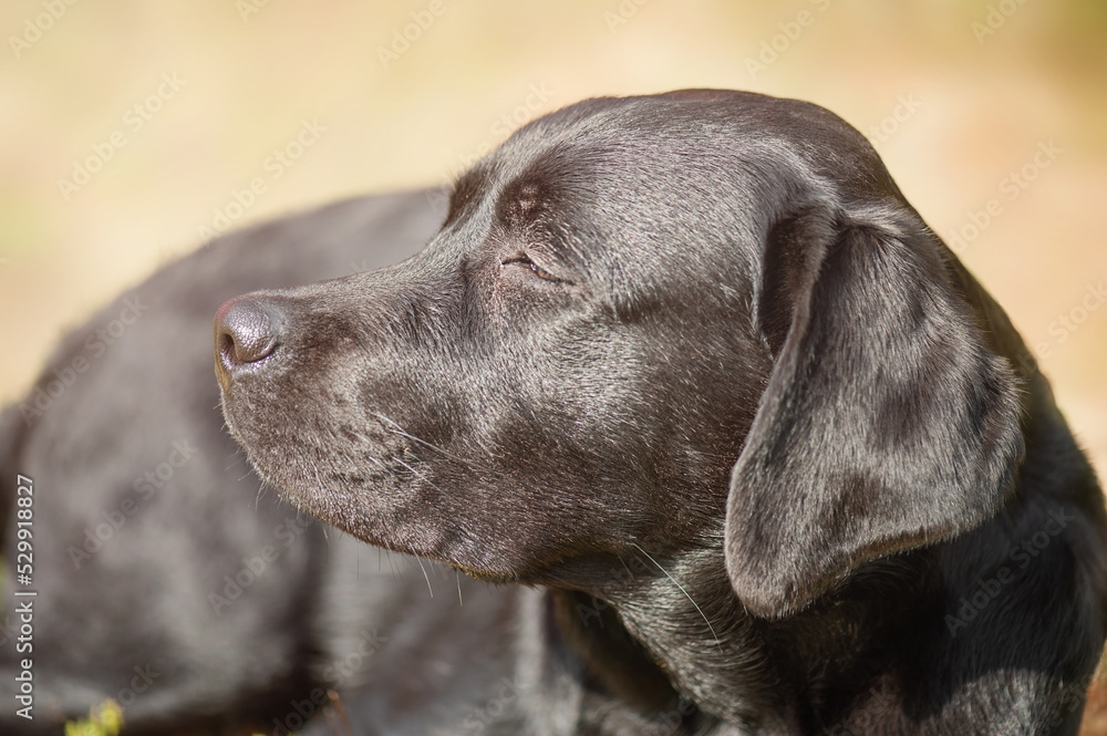 A black labrador retriever lies on a beige natural background on a sunny day. The dog is resting. A black labrador retriever lies on a beige natural background on a sunny day. The dog is resting.