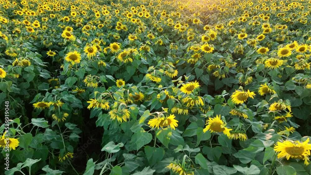 Sunflowers field on sunset. Harvesting Sunflower Seeds in agriculture. Huge yellow flowers with seeds on sun. Harvesting sunflower seeds in autumn harvest season. Sunflowers farming for sunflower oil. Sunflowers field on sunset. Harvesting Sunflower Seeds in agriculture. Huge yellow flowers with seeds on sun. Harvesting sunflower seeds in autumn harvest season. Sunflowers farming for sunflower oil.