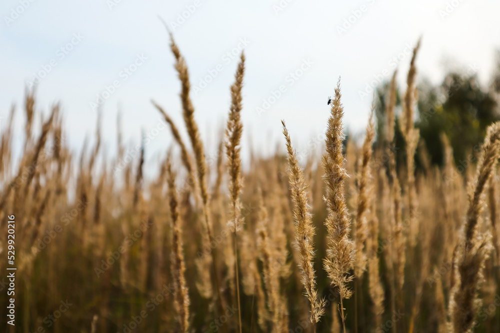 Yellow grass in the field on a Sunny summer day or morning, in light pastel colors Yellow grass in the field on a Sunny summer day or morning, in light pastel colors