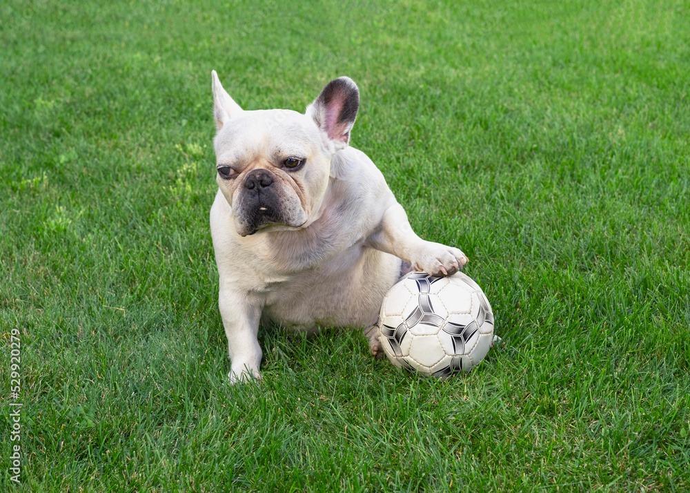 white french bulldog sitting on the green grass in the park put his paw on the ball white french bulldog sitting on the green grass in the park put his paw on the ball