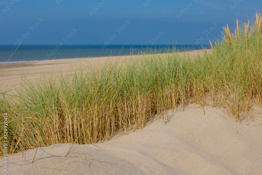 The dunes or dyke at Dutch north sea coast, European marram grass (beach grass) on the sand dune with blue sky as backdrop, Nature pattern texture background, North Holland, Netherlands. The dunes or dyke at Dutch north sea coast, European marram grass (beach grass) on the sand dune with blue sky as backdrop, Nature pattern texture background, North Holland, Netherlands.