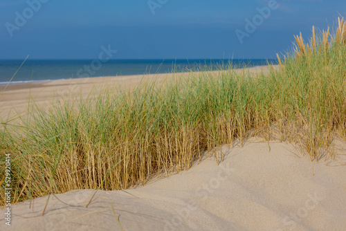 Fototapeta Naklejka Na Ścianę i Meble -  The dunes or dyke at Dutch north sea coast, European marram grass (beach grass) on the sand dune with blue sky as backdrop, Nature pattern texture background, North Holland, Netherlands.