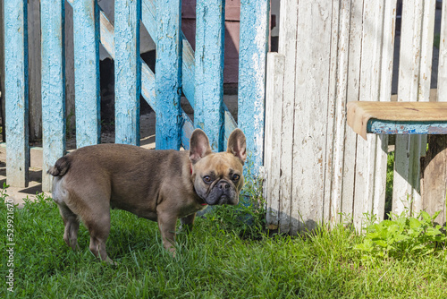 Curious Brown french bulldog hunting, Cute french bulldog playing. Summer in countryside