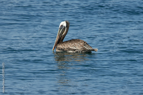 Pelican over the Ocean