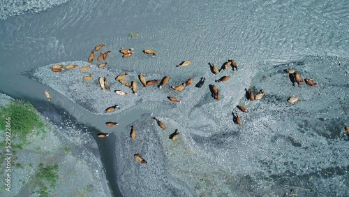 Aerial Top Down Shot of herd of cows standing in Gizeldon river in the region of North Ossetia, Russia. North Caucasus Landscape photo