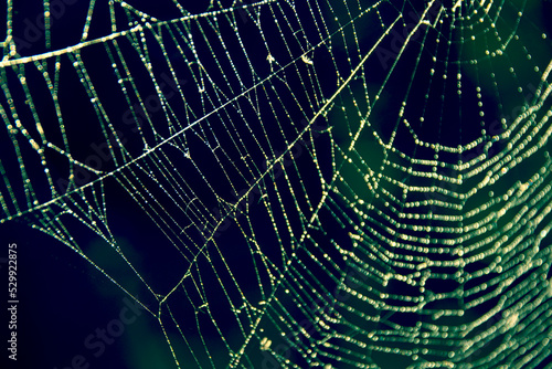 Cobweb with highlighted water droplets. Natural background in green and navy blue with a blur effect.
