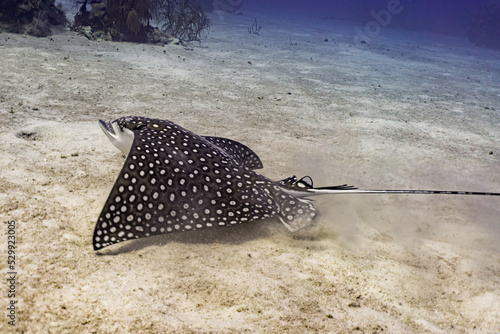 Eagle Ray in sand in Grand Cayman © John