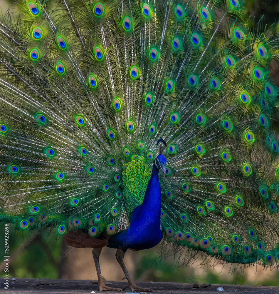 Obraz premium Peacock or male peafowl dancing during courtship and displaying beautiful colors