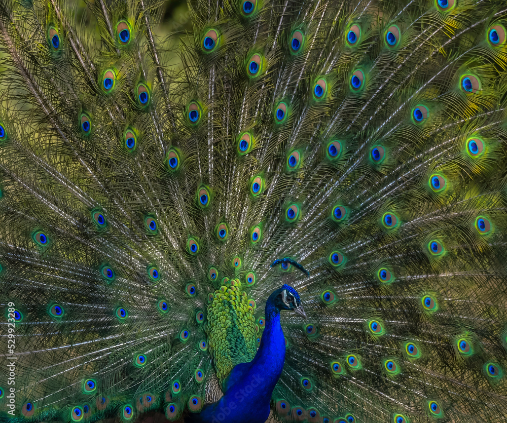 Naklejka premium Peacock or male peafowl dancing during courtship and displaying beautiful colors