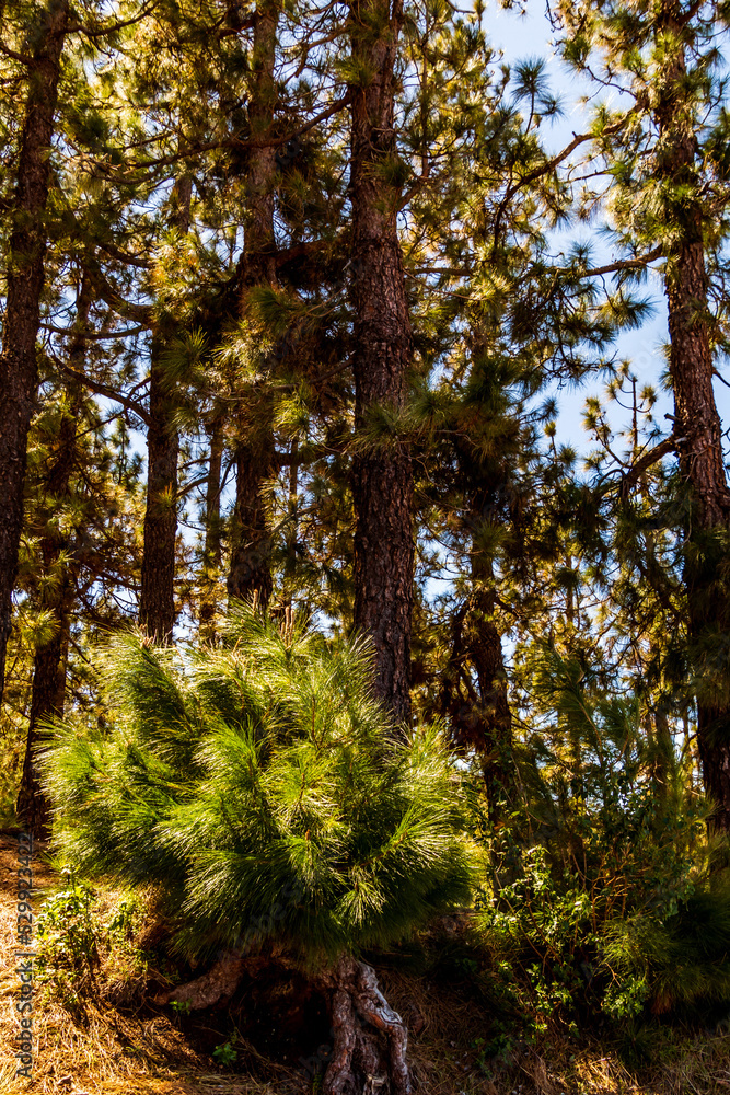 Conjunto de pinus sp que pertenece a la familia pinaceae, en la isla de Tenerife. Conjunto de pinus sp que pertenece a la familia pinaceae, en la isla de Tenerife.