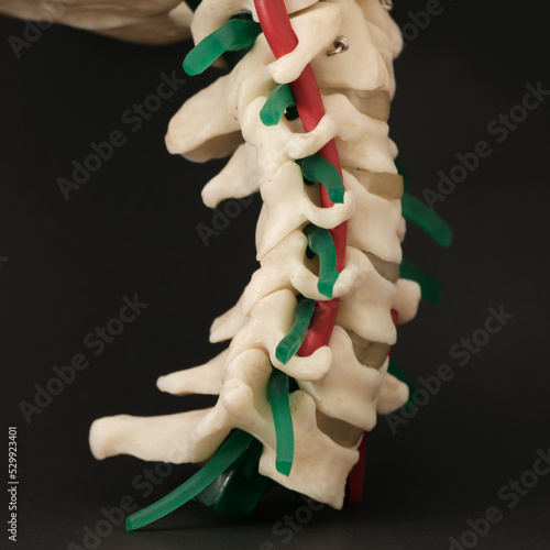 Cervical Spine Model Side View