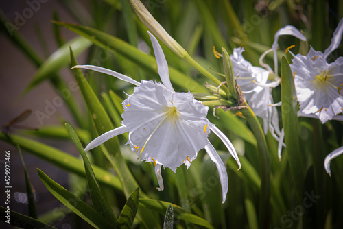 Single Cahaba Lily
