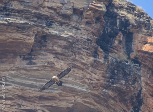 Bearded vulture or lammergeier in flight in Drakensberg South Africa