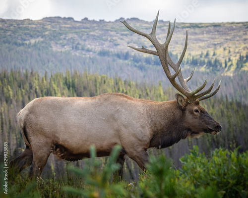 Wallpaper Mural Bull Rocky mountain elk (cervus canadensis) walking in search of harem for fall elk rut Rocky Mountain National Park, Colorado USA Torontodigital.ca