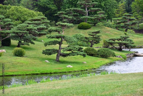 Manicured trees along pond in summer 