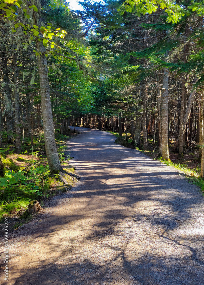 Footpath in forest during summer Footpath in forest during summer