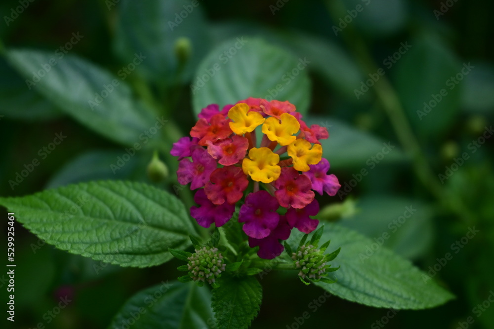 lantana, pink, red and yellow flower in Palau lantana, pink, red and yellow flower in Palau