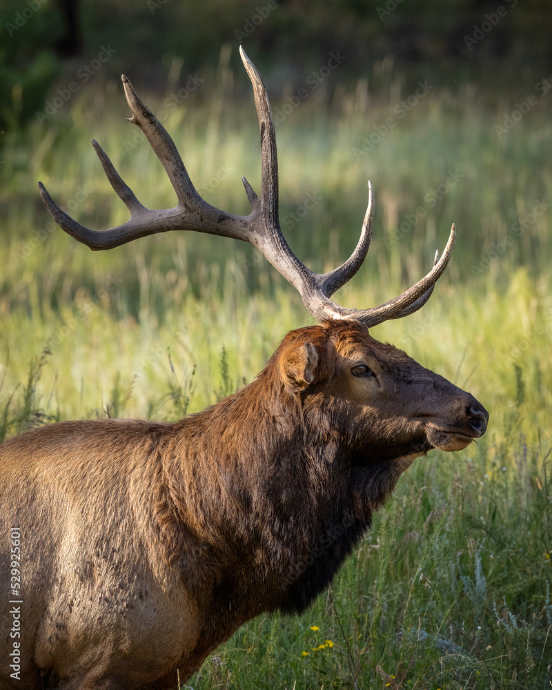 Close up of one antlered bull Rocky Mountain elk (cervus canadensis) during fall elk rut Colorado, USA Close up of one antlered bull Rocky Mountain elk (cervus canadensis) during fall elk rut Colorado, USA