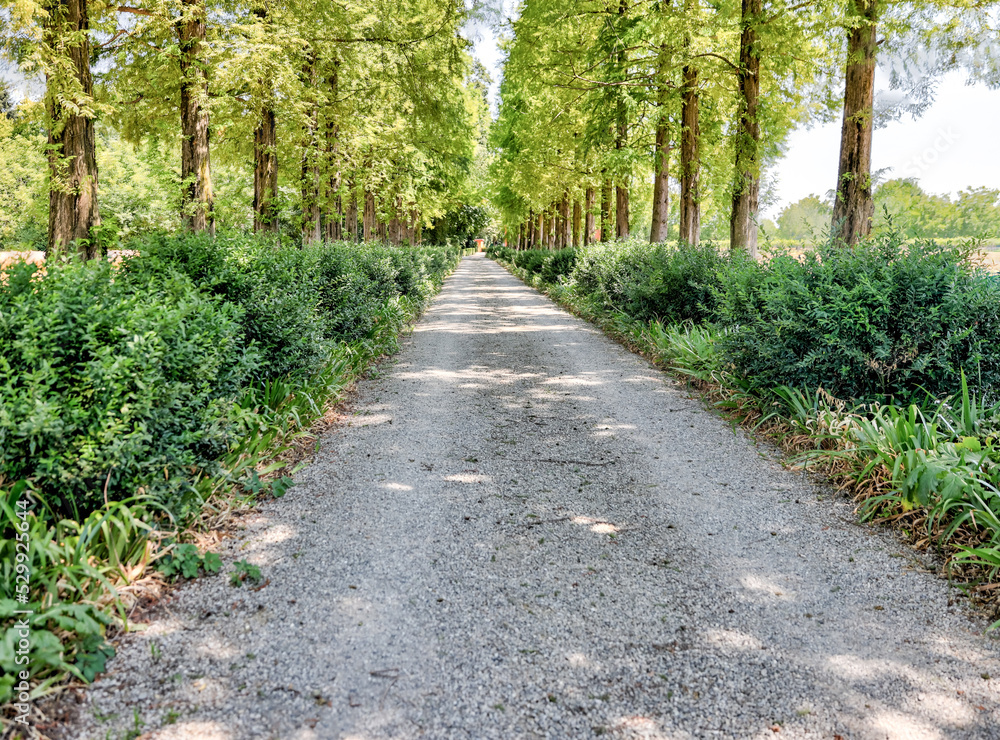 Tree lined rural road and hay fields in Modena region of Italy
