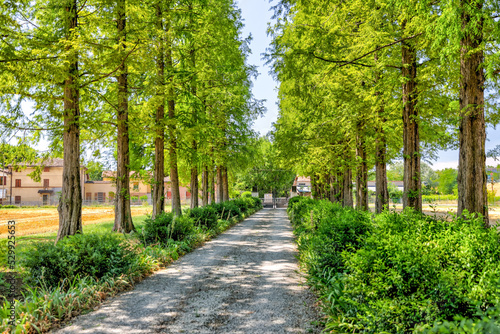 Tree lined rural road and hay fields in Modena region of Italy 