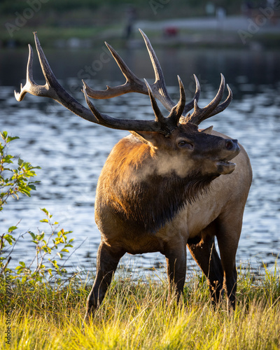 Rocky Mountain bull elk  cervus canadensis  bugling during fall elk rut at water s edge in cool morning sunlight Colorado  USA