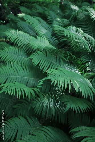 Beautiful fern with lush green leaves growing outdoors, closeup © New Africa