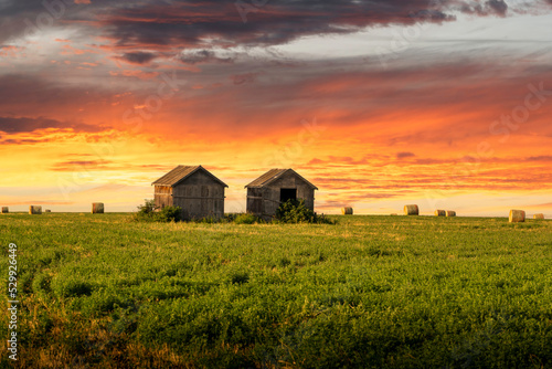 A pair of old barns on a wheat field with round hay bales at sunrise on the Canadian prairies in Rocky View County Alberta
