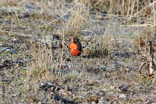 Little black and red bird standing on the floor on a patagonic field photo