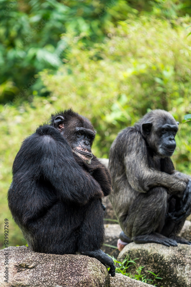 Two Chimpanzees sitting and talking.