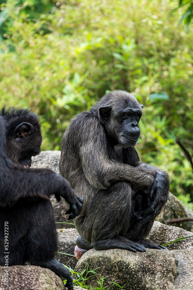 Two Chimpanzees sitting and talking. Two Chimpanzees sitting and talking.