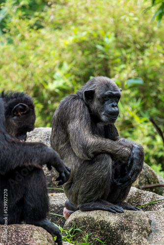 Two Chimpanzees sitting and talking.