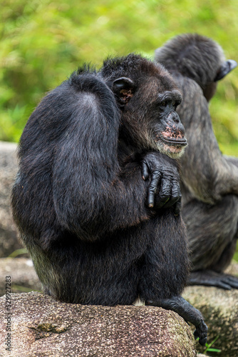 Chimpanzee sitting and thinking.