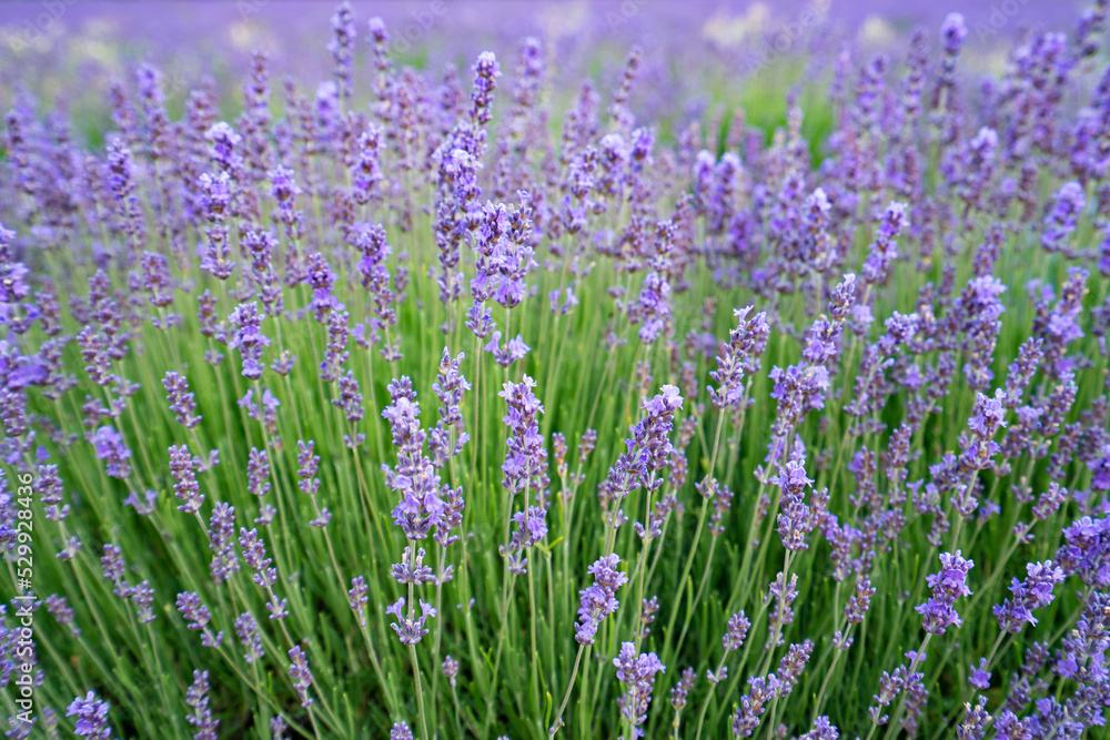 Fototapeta premium Lavender Fields (Common Lavender, Lavandula angustifolia), Saul, France