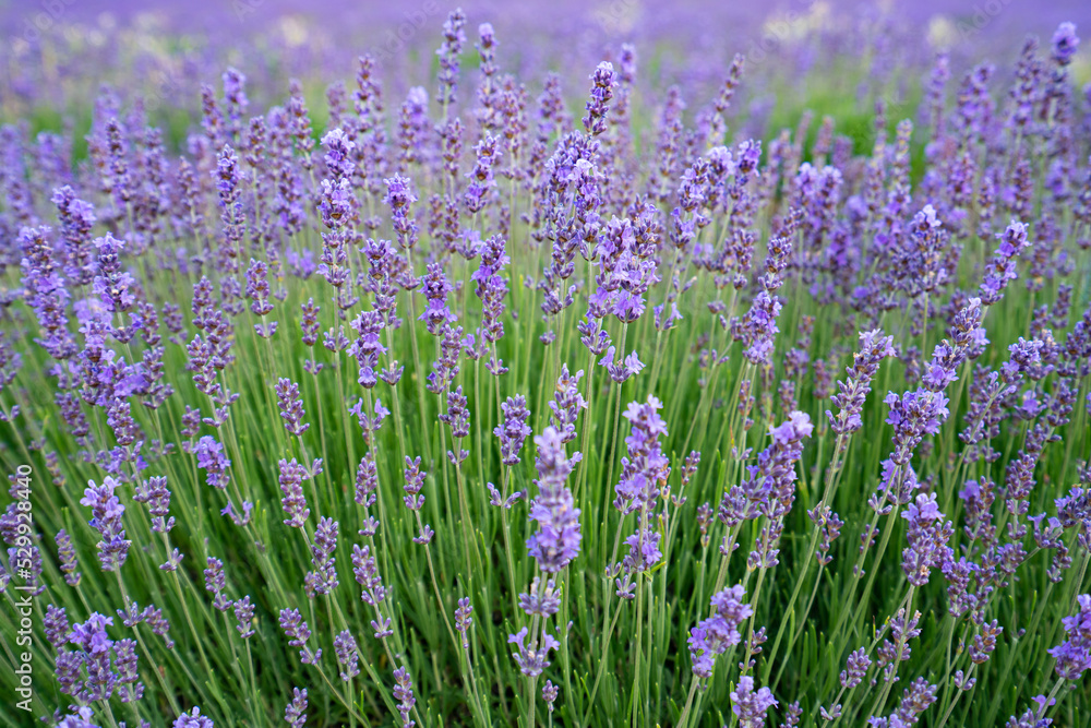 Lavender Fields Lavender, Lavandula angustifolia), Saul, France