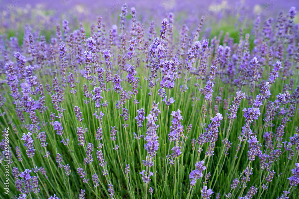 Fototapeta premium Lavender Fields (Common Lavender, Lavandula angustifolia), Saul, France